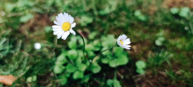 Wildkräuter Gänseblümchen Küche