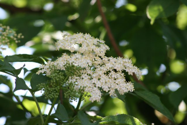 Knospen und Blüten eines Holunders